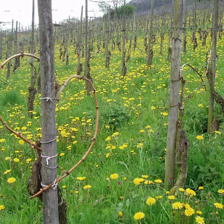 Zenz - Gaestezimmer Im Winzerhaus 3*