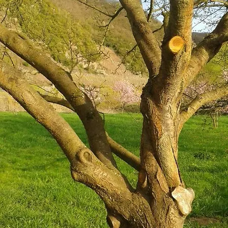 Zenz - Gaestezimmer Im Winzerhaus 3*