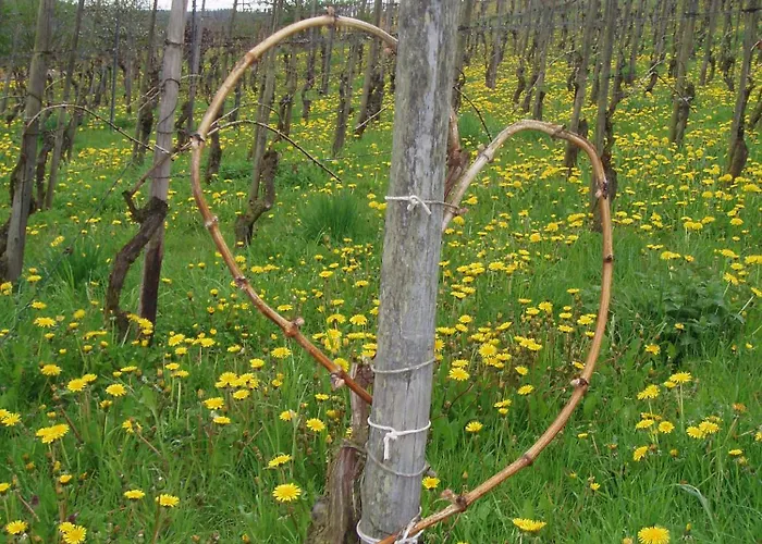 住宿加早餐酒店 Zenz - Gaestezimmer Im Winzerhaus 恩斯特
