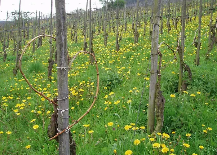 Zenz - Gaestezimmer Im Winzerhaus 3*
