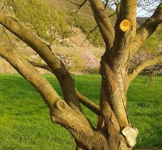Zenz - Gaestezimmer Im Winzerhaus 3*