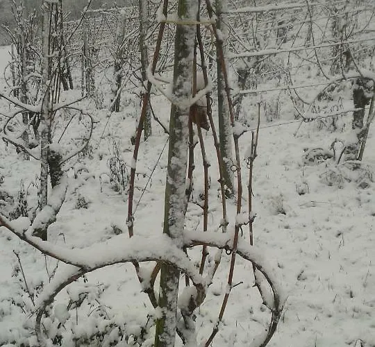 Zenz - Gaestezimmer Im Winzerhaus 3*